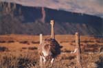 Chile - parque nacional torres del paine - ostrich 